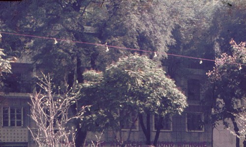 Chợ Hoa Tết 1967