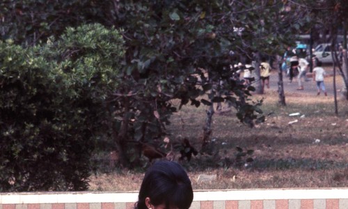 Saigon Zoo Dec 1968 (Thiếu nữ áo dài trong Thảo Cầm Viên) - Photo by Brian Wickham